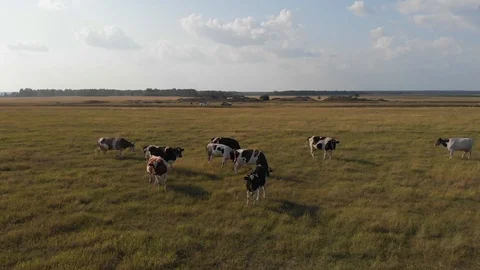Small herd of cows - 02 Stock Footage 113181528