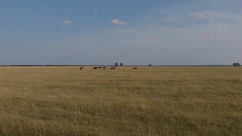 Small herd of cows - 03 Video stock 113181558