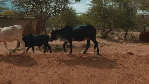 Small herd of cows and bulls walk past dilapidated building in poor settlement Stockbeeldmateriaal 310083867
