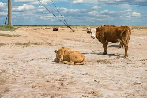 Small herd of cows with close up view of two of them Stock Photos