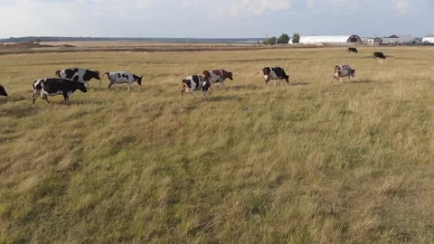 Small herd of cows Stock-Footage 113181518