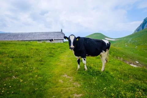 Small herd of cows graze in the Alpine meadow Stock Photos