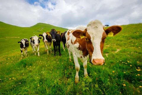 Small herd of cows graze in the Alpine meadow Stock Photos