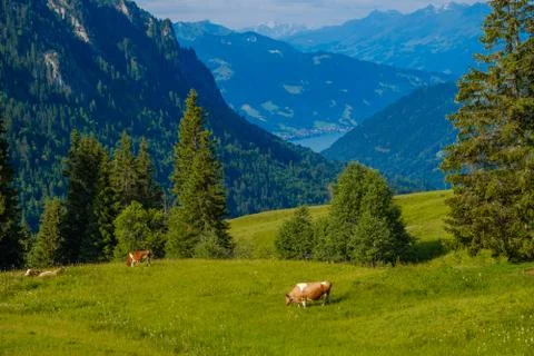 Small herd of cows graze in the Alpine meadow Stock Photos