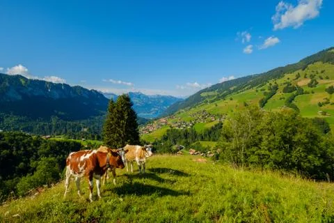 Small herd of cows graze in the Alpine meadow Stock Photos