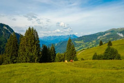 Small herd of cows graze in the Alpine meadow Stock Photos