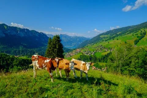 Small herd of cows graze in the Alpine meadow Stock Photos