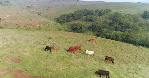 Small herd of cows grazing atop green hill aerial 4K Video stock 85955910