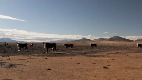 Small herd of cows grazing in desert landscape with ancient volcanos behind Stock Footage 124805528