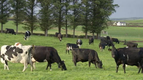 A small herd of cows grazing on a field of grass. Trees near the pasture. Stock Footage 233458691