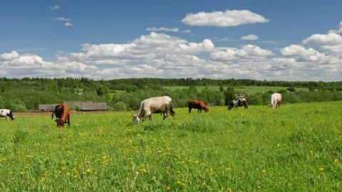 Small herd of cows grazing in green meadow 스톡 동영상 157949426