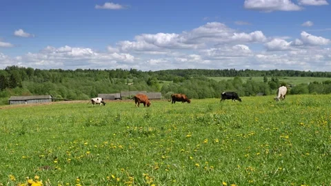 Small herd of cows grazing in green meadow Stockbeeldmateriaal 157949439