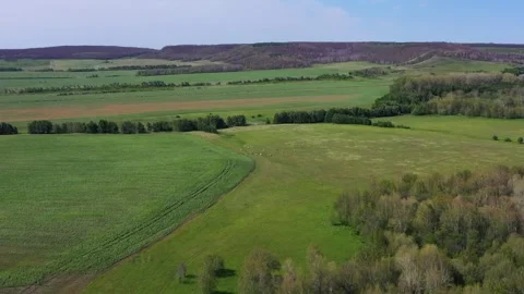 A small herd of cows in a hilly area. Birch leaves are eaten by gypsy moths Video stock 280285074