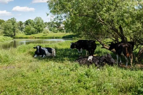 A small herd of cows in the meadow Stock Photos