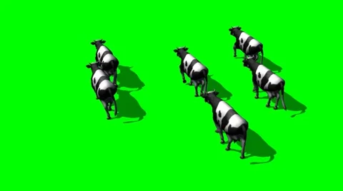 Small herd cows run - top view behind 4 Stock Footage 44477690