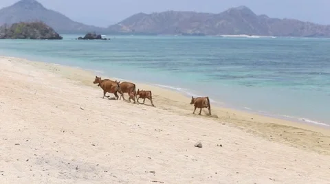 A small herd of cows walk along a beach. Stock Footage 42989354