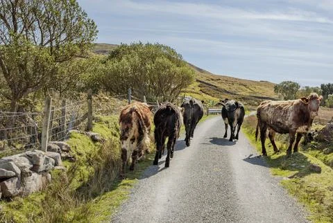 Small herd of cows walking down a lane Stock Photos