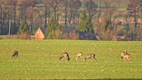 A small herd of deer grazes in a field near the forest, the animals eat gre.. Stock Footage 273595634