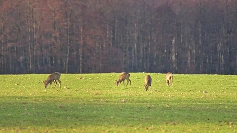 A small herd of deer grazes in a field near the forest, the animals eat gre.. Stock Footage 273595756