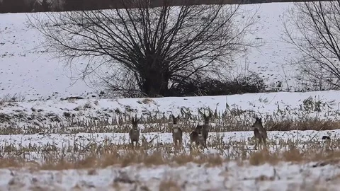 A small herd of deer grazes in a snowy field with dry corn stalks and bare trees Stock Footage 327133389