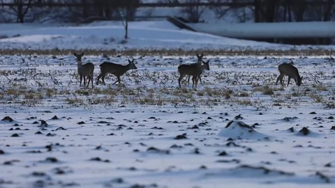 A small herd of deer grazes in a snowy field during the winter season Stock Footage 327133409