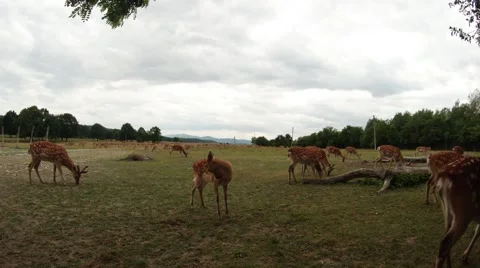 Small herd of deer on the green lawn near the forest Stock Footage 45390035
