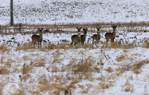 A small herd of deer stands alert in a snowy field with dry grass Foto stock
