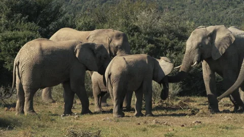 Small Herd of Elephants Digging and Grazing Stock Footage 156131410
