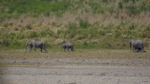 Small herd of elephants walking in Corbett, Uttakhand, India Stock Footage 135887234