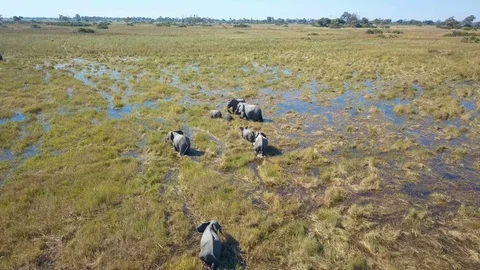 Small herd of elephants with young knee deep in water in the Okavango Delta B Video stock 80866279