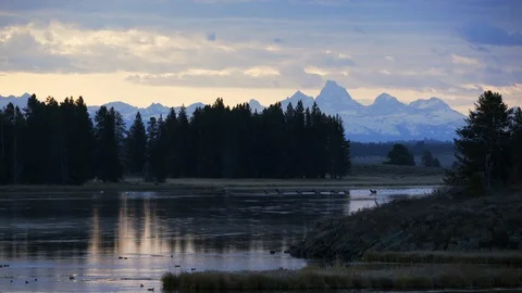 Small Herd of elk cross river with teton range in back in blue morning light Stock Footage 121019175
