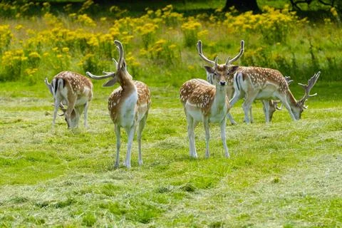 Small herd of fallow deer bucks standing in a meadow. Foto stock