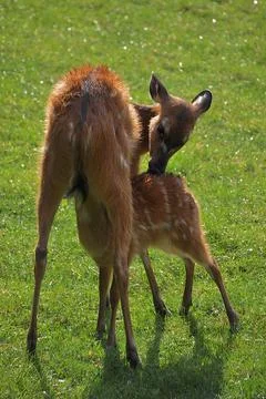 A small herd of fallow deer grazes on a green lawn under the sun after a summ Stock Photos