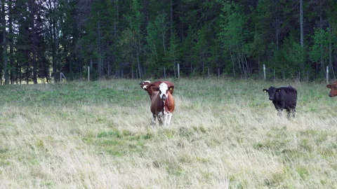 Small herd of free range cattle on rural farm, red white and black cattle Stock Footage 139417229