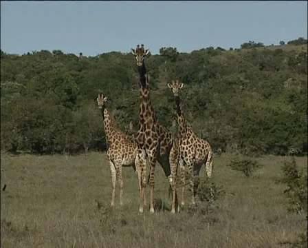A small herd of Giraffes Stock Footage 11623509