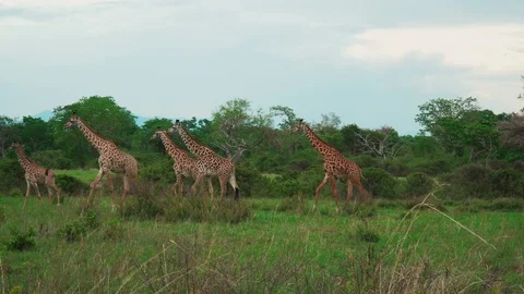 A small herd of giraffes walk through the African savannah and feed. Stock Footage 86879189