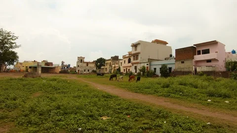 Small herd grazing two cows butt green field houses around Rishikesh Stock Footage 99939608