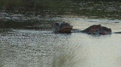 A small herd of hippos in the water Stock Footage 53235410