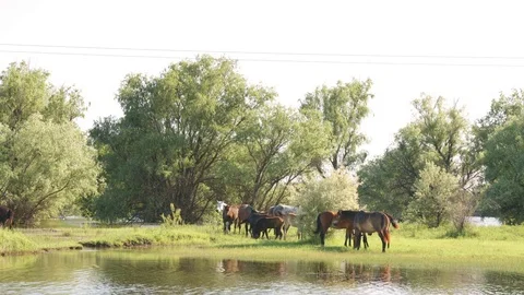 Small herd of horses and foals grazing 스톡 동영상 76338116