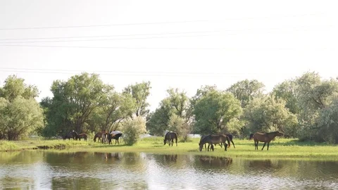 Small herd of horses and foals grazing 動画素材 76338419