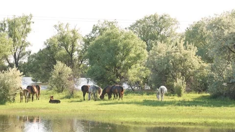 Small herd of horses and foals grazing Video stock 76339807