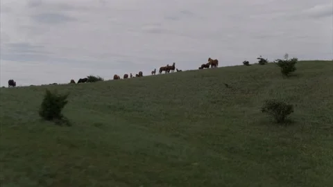 A small herd of horses on a cloudy day, framed with a drone Stock Footage 151227675