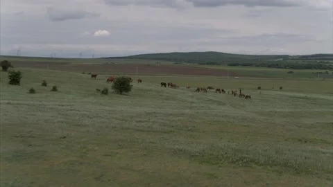 A small herd of horses on a cloudy day, framed with a drone Video stock 151227678