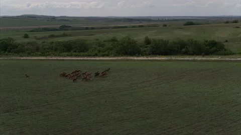 A small herd of horses on a cloudy day, framed with a drone Stock Footage 151227691