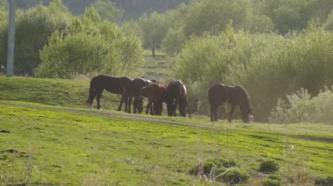 Small herd of horses feeding Stock Footage 52543239