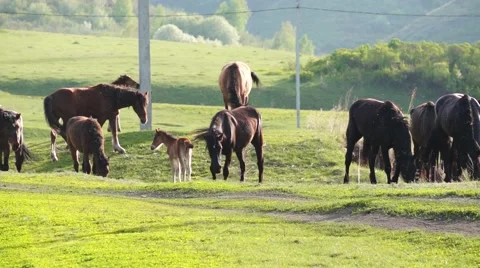 Small herd of horses feeding Stock Footage 52543277
