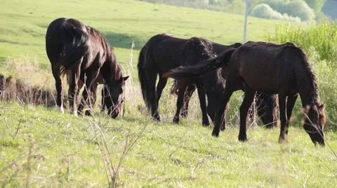 Small herd of horses feeding Stock Footage 52543283