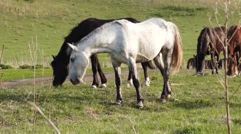 Small herd of horses feeding Stock Footage 52543309
