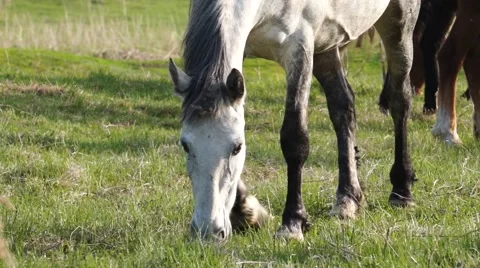 Small herd of horses feeding Stock Footage 52543330
