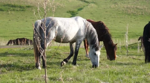 Small herd of horses feeding Stock Footage 52543354